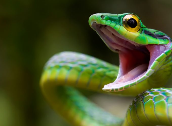Wallpaper Satiny Parrot Snake, Snake, green, danger, eyes, Animals 2980517225